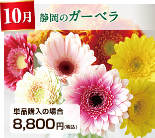 季節のお花定期便 10月 愛知県 ディスバッドマム 詳細はこちら