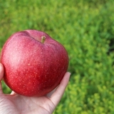 健康メニュー｜「りんご」の食べ方を工夫しよう