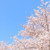 さまざまな桜の品種、いくつ覚えている？