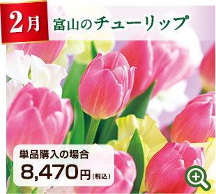季節のお花定期便 2月 富山県 チューリップ 詳細はこちら