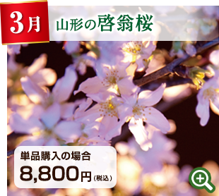 季節のお花定期便 3月 山形県 啓翁桜 詳細はこちら