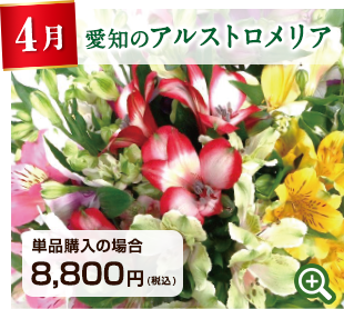 季節のお花定期便 4月 愛知県 アルストロメリア 詳細はこちら