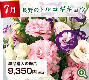季節のお花定期便 7月 千葉県 ひまわり 詳細はこちら