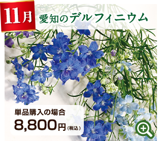 季節のお花定期便 11月 熊本県 菊池のカスミソウ 詳細はこちら