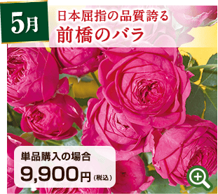国産バラの定期便 5月 日本屈指の品質誇る前橋のバラ 詳細はこちら