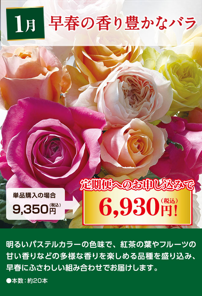早春の香り豊かなバラ 1月にお届け 単品購入時9,350円(税込)のところ定期便へのお申込みで6,930円