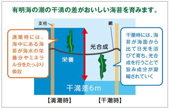 日本一の干満の差を活かした有明海の「支柱式養殖」