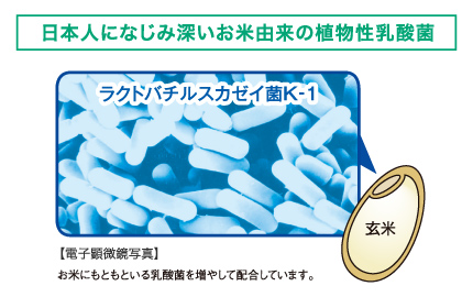 日本人になじみ深いお米由来の乳酸菌
