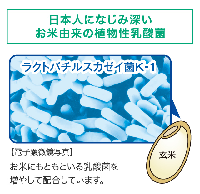 日本人になじみ深いお米由来の乳酸菌
